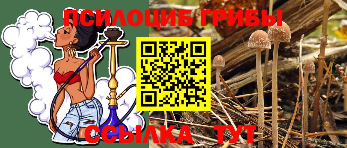 Псилоцибиновые грибы ЛСД  Будённовск 